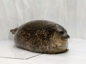 yuki seal