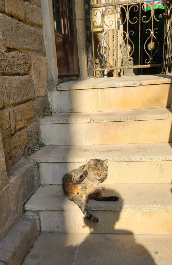 Baku Old City Cat