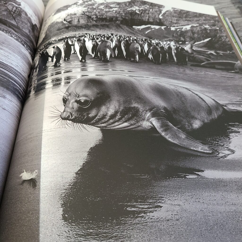 Seal looks at white feather