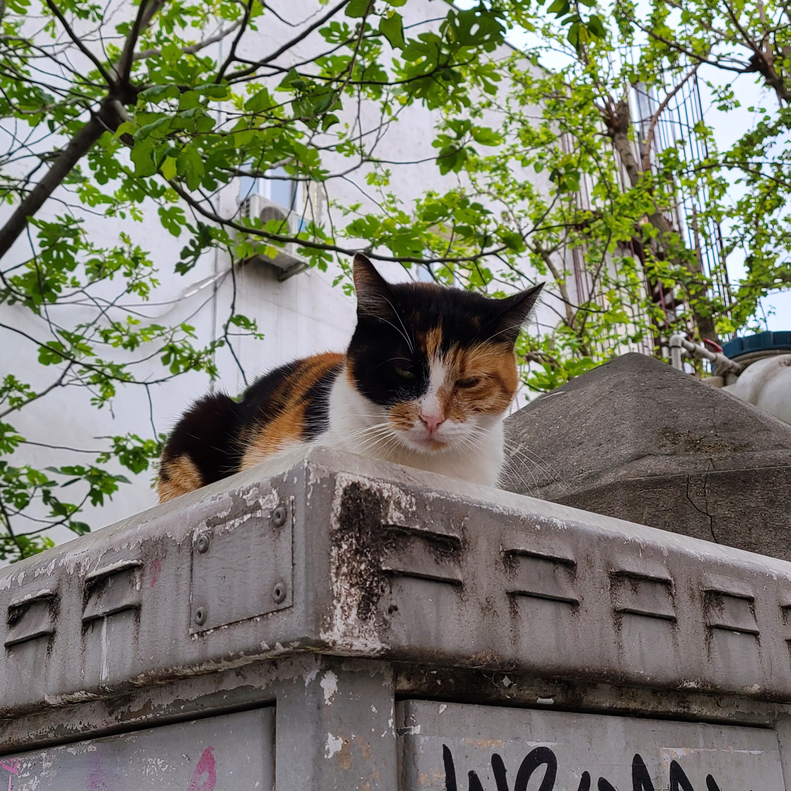 Istanbul Cat