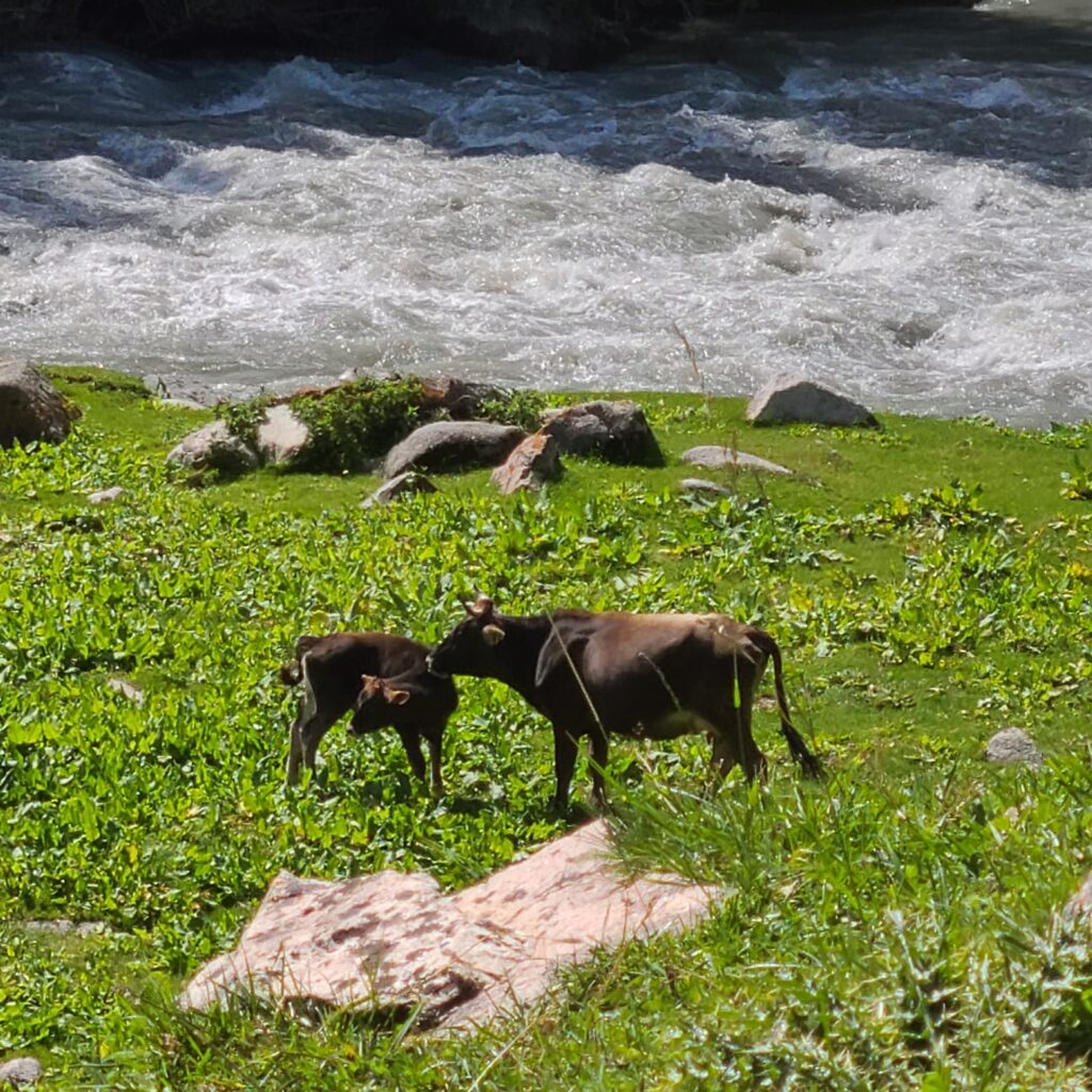 Altyn Arashan Cows