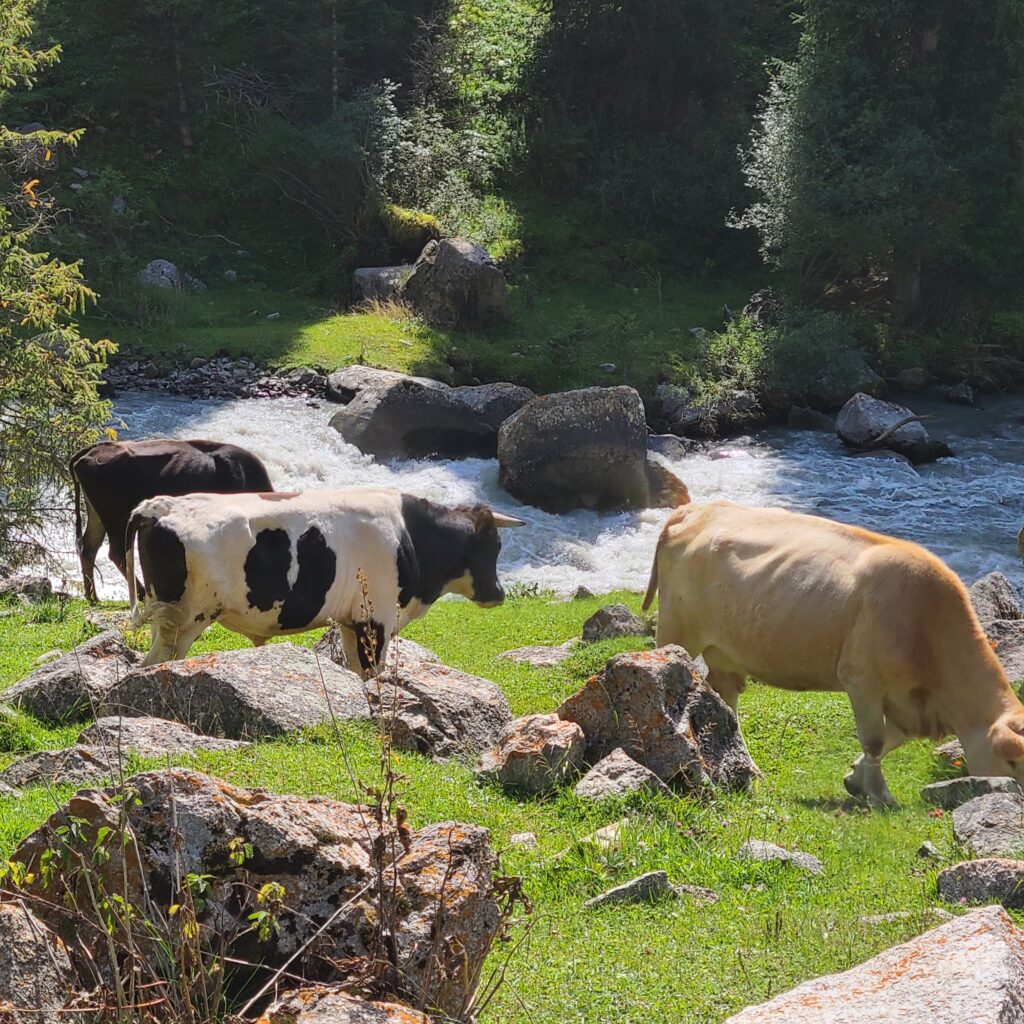 Altyn Arashan Cows