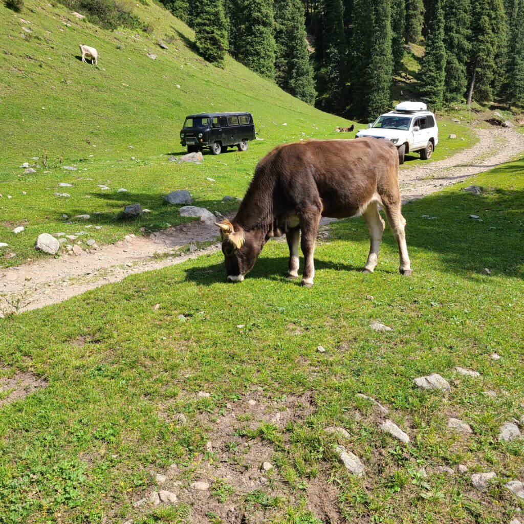 Altyn Arashan Cows