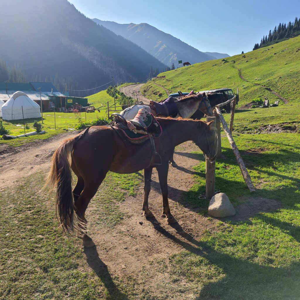 Altyn Arashan Horses