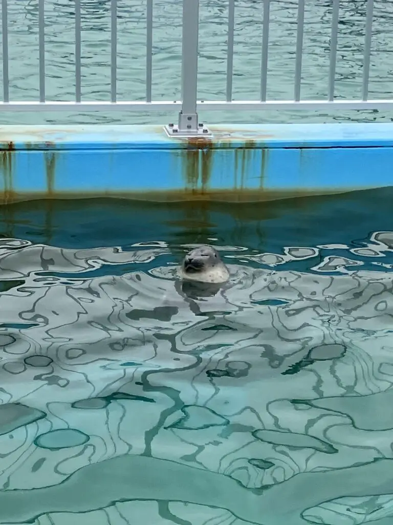 Okhotsk Tokkari Center Floating Seal