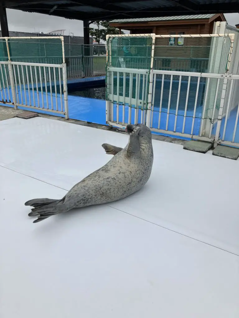 Azarashi Seal Paradise Shy Agu