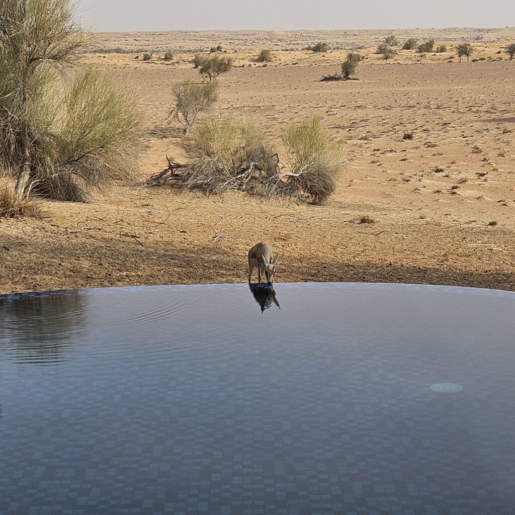 Al Maha Desert Resort Sand Gazelle Drinking Pool Water