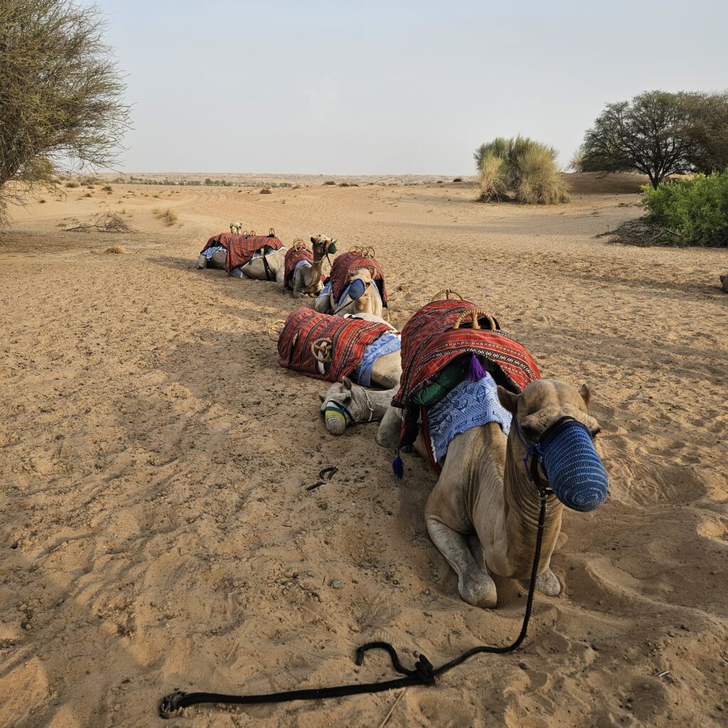 Al Maha Desert Resort Camel Ride
