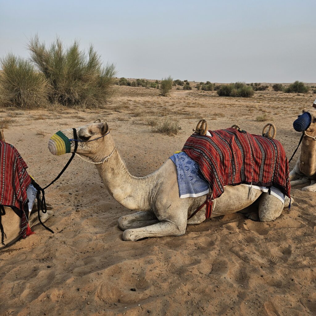 Al Maha Desert Resort Camel Ride