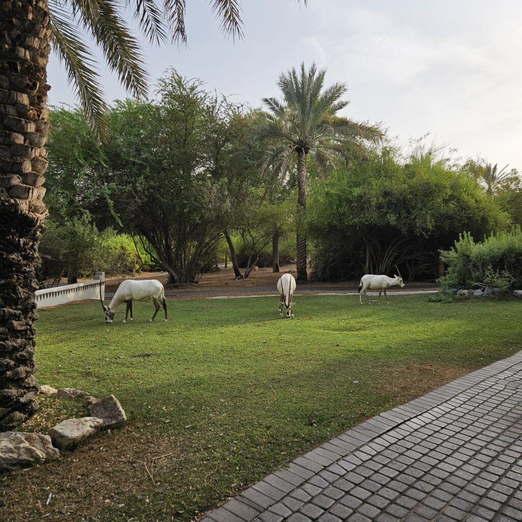 Al Maha Desert Resort Oryx