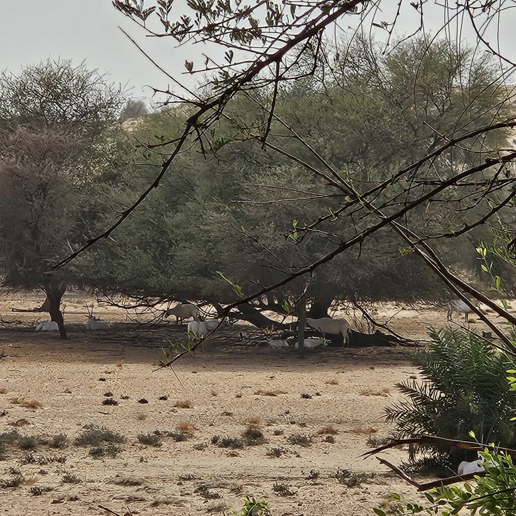 Al Maha Desert Resort Pool Oryx View