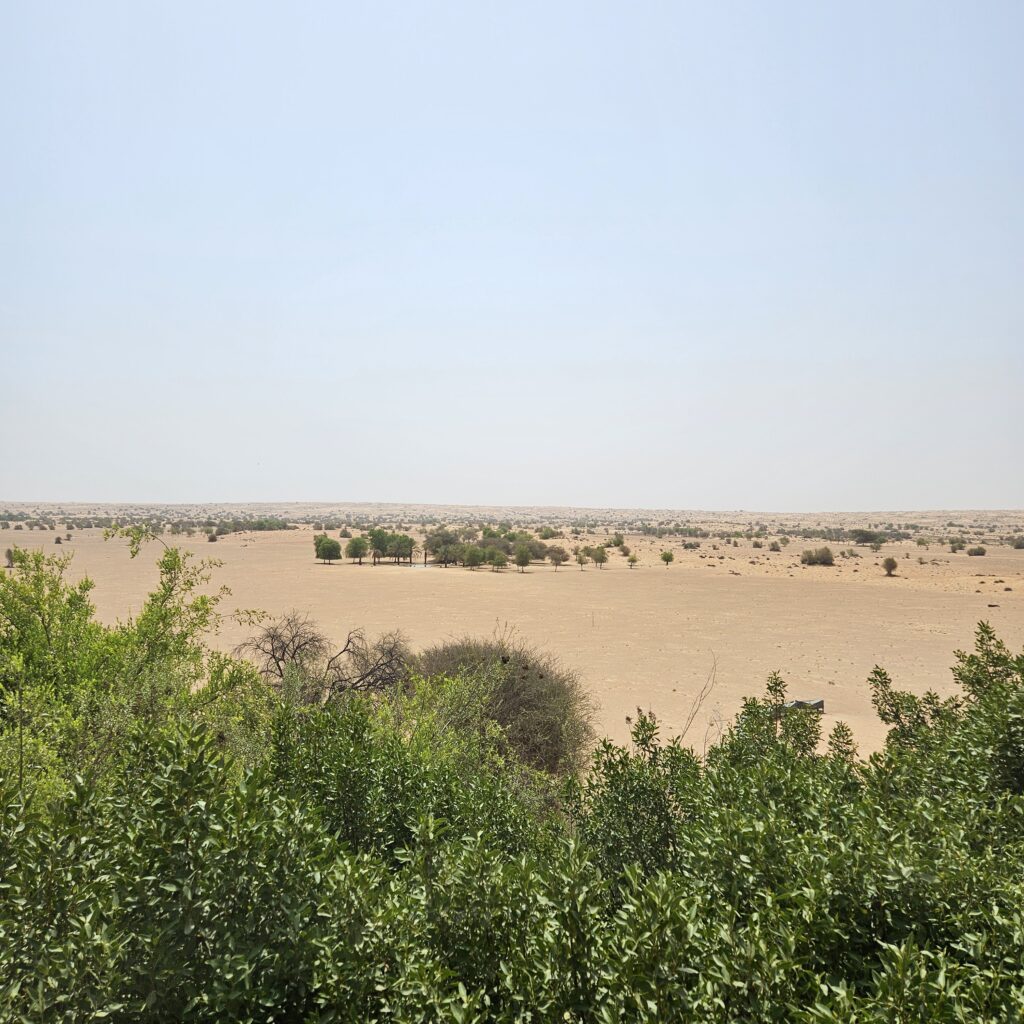Al Maha Desert Resort Al Diwaan Restaurant Terrace Desert View