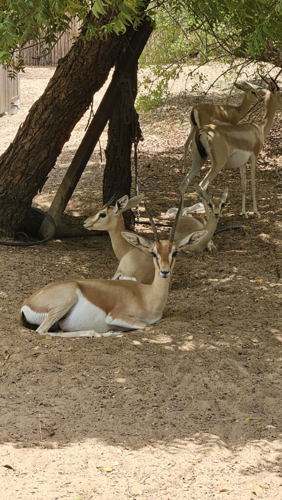 Al Maha Desert Resort Sand Gazelles