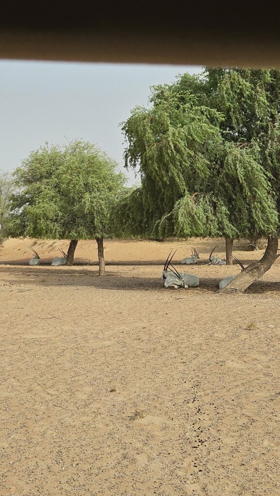 Al Maha Desert Resort Drive