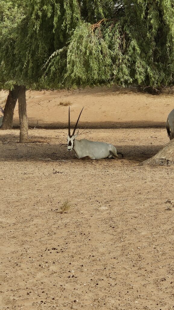 Al Maha Desert Resort Drive