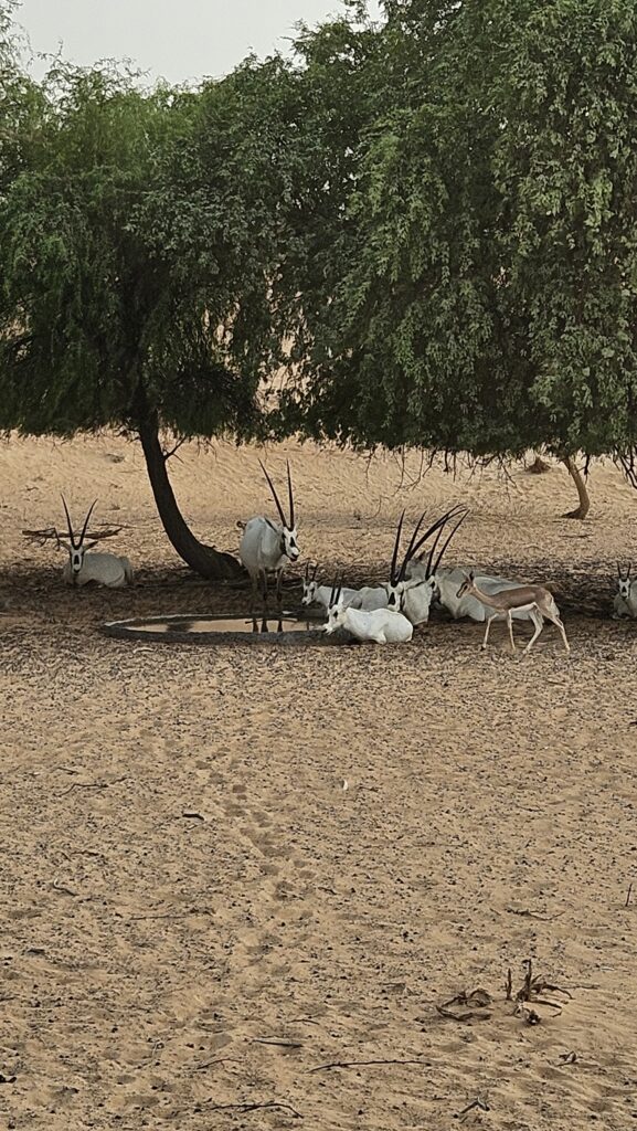 Al Maha Desert Resort Drive