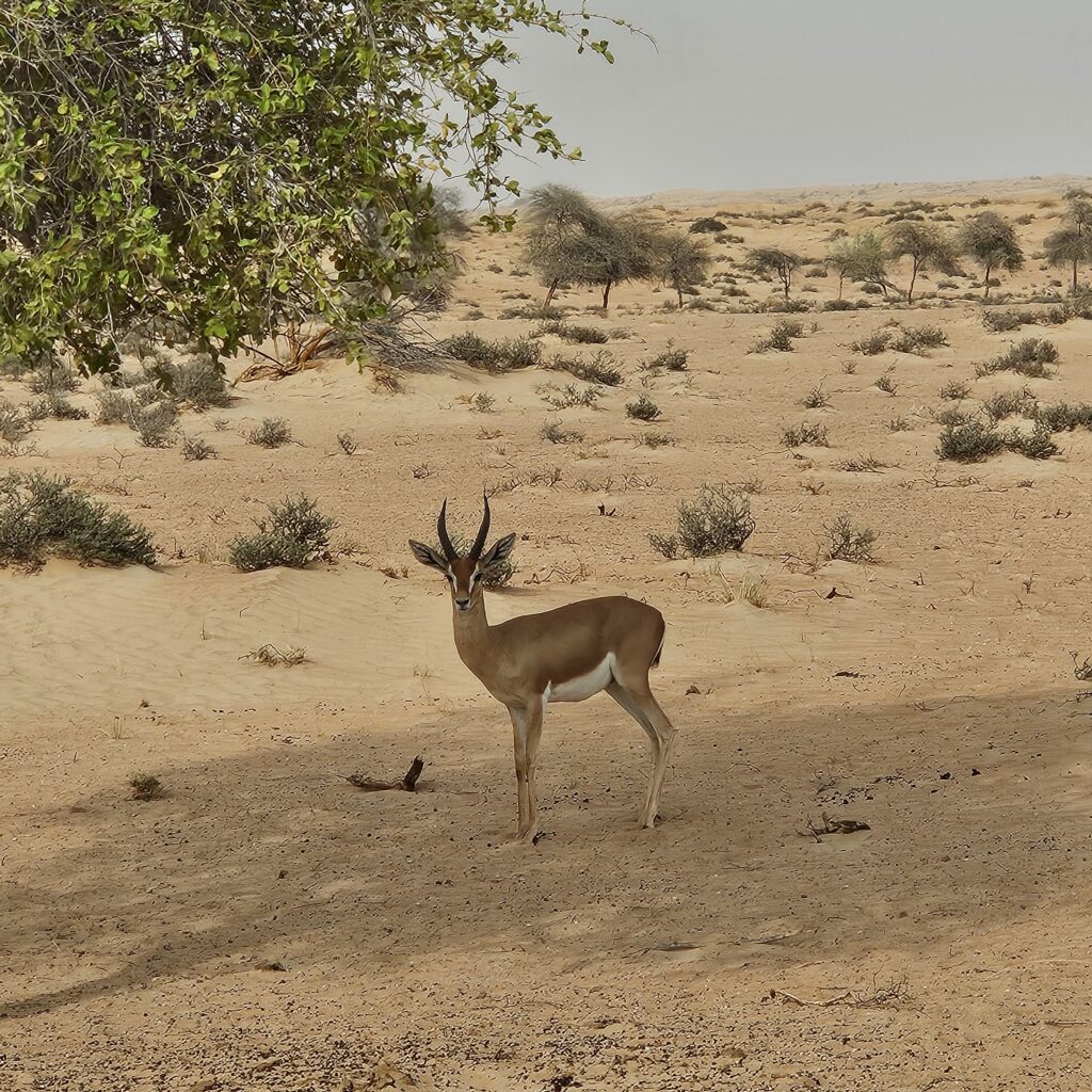 Al Maha Desert Resort Drive