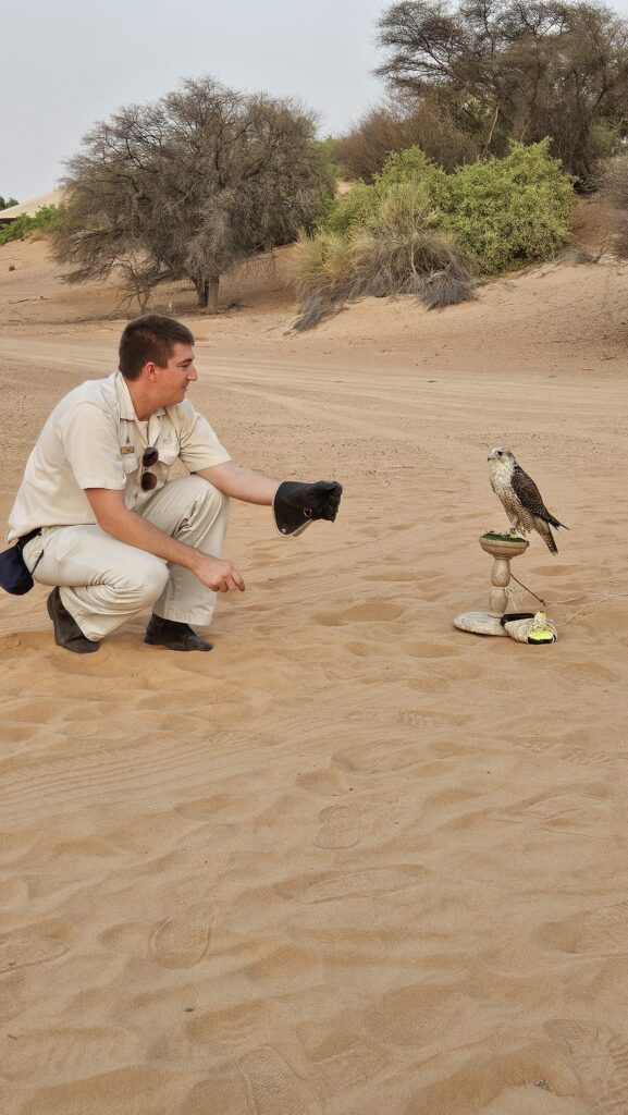 Al Maha Desert Resort Falconry