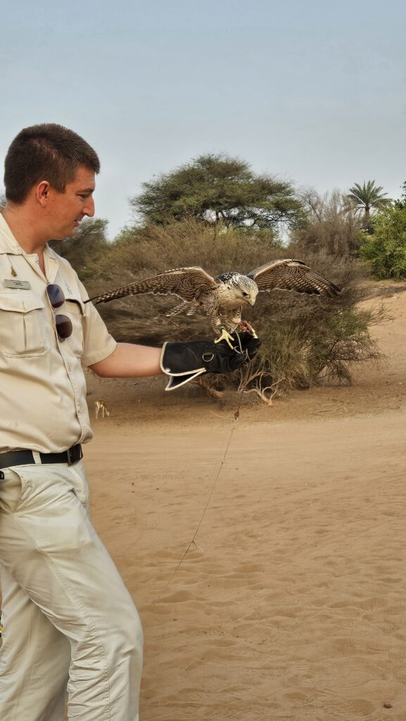 Al Maha Desert Resort Falconry