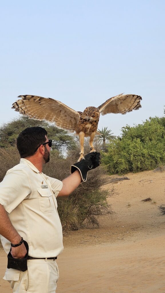 Al Maha Desert Resort Falconry